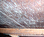 �����ł̃J�r�̔ɐB