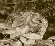 �I�̋쏜��I�̑��쏜