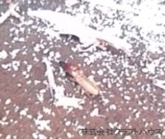 �V���A���쏜