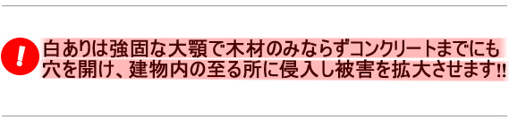 白ありは強固な大顎で木材のみならずコンクリートまでにも穴を開け、建物内の至る所に侵入し被害を拡大させます!!