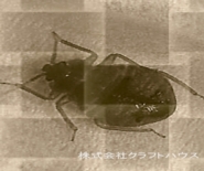 �i���L�����V�̋쏜